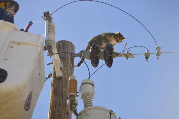 gatto sopra palo