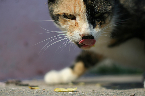 Ricette per gatti