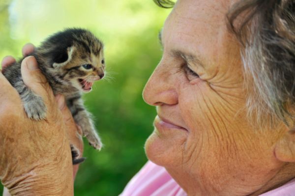 foto gattini teneri