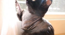 shadow gattino speciale foto