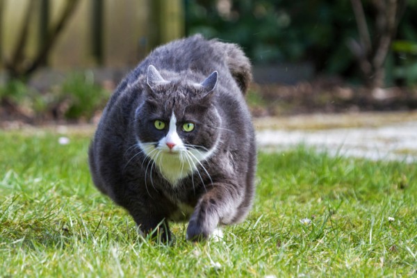 mettere a dieta dimagrante gatto