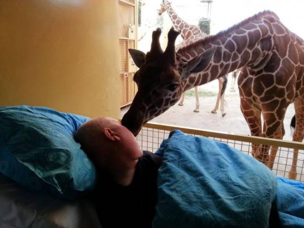 bacio addio giraffa malato terminale