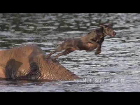 video elefante labrador amicizia