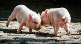 Foto cuccioli ambiente naturale
