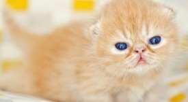 foto gattini teneri