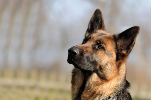 emangiosarcoma cane sintomi chemio prognosi sopravvivenza