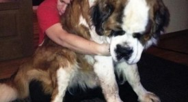 Foto cani da abbracciare