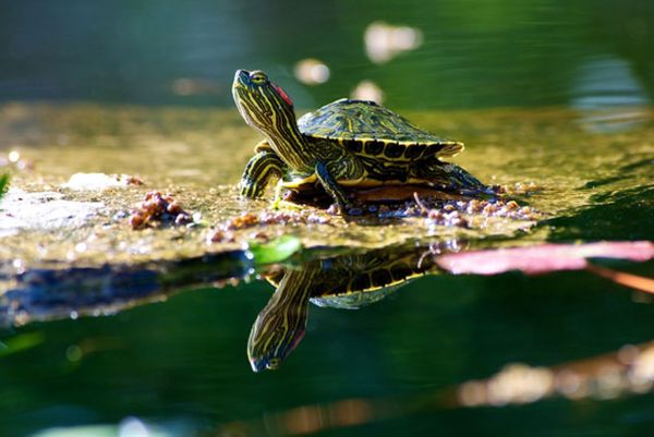 Trachemys scripta elegans