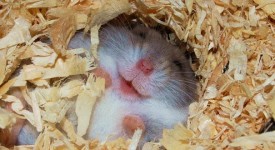 animali che ridono