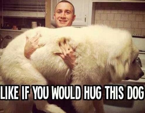 foto cani da abbracciare