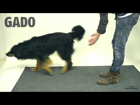 video cani e magia