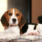 Beagle carattere allevamenti