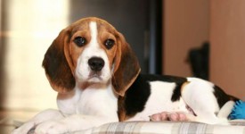 Beagle carattere allevamenti