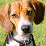 Beagle carattere allevamenti