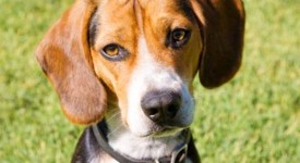 Beagle carattere allevamenti