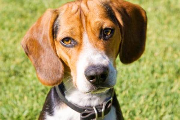 Beagle carattere allevamenti