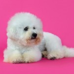 Bichon Frise