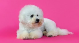 Bichon Frise