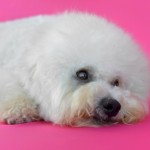 Bichon Frise