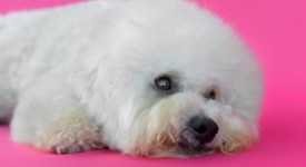 Bichon Frise