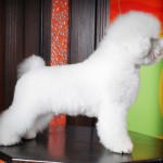 Bichon Frise