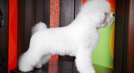 Bichon Frise