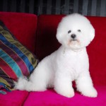 Bichon Frise