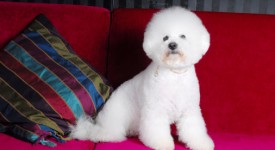 Bichon Frise