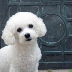 Bichon Frise