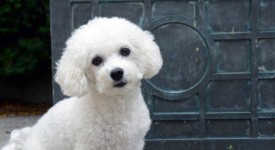 Bichon Frise