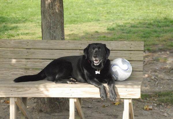 Labrador portiere hotel