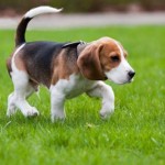 Beagle carattere allevamenti