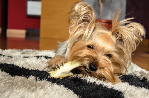 Biscotti per cani