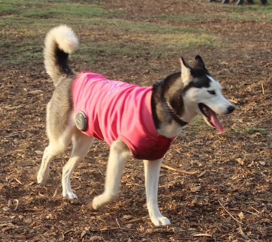 cappottino per cani