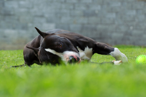 cane morde un passante