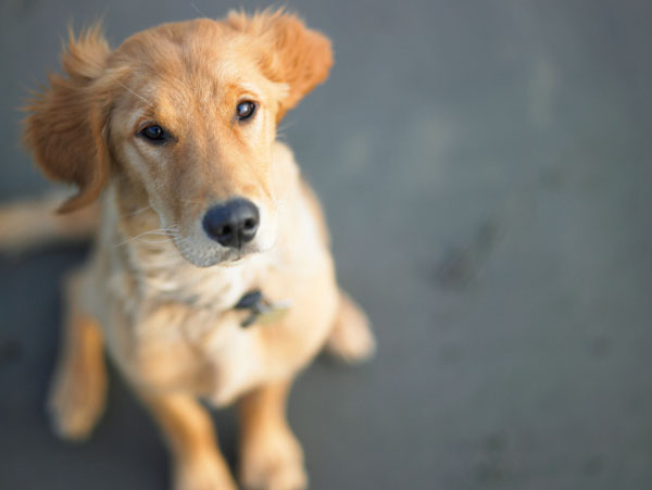 Cane aspetta proprietario 8 giorni fuori ospedale