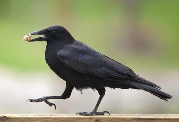 corvi