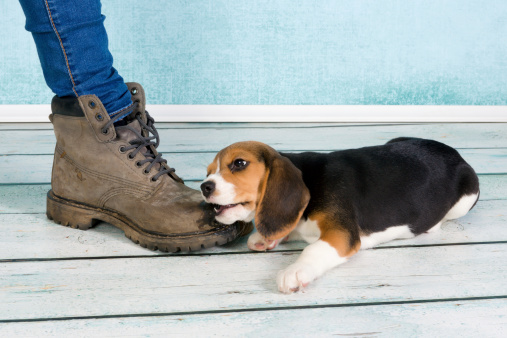 ingestione corpo estraneo cane sintomi che fare