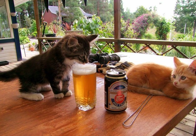 gatti ubriaconi 