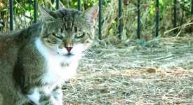 tigna gatto sintomi cura immagini contagio