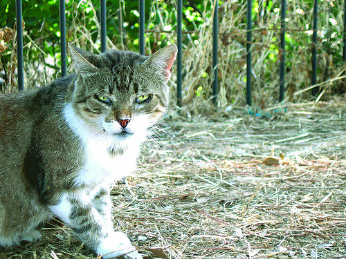 tigna gatto sintomi cura immagini contagio