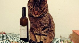 gatti ubriaconi