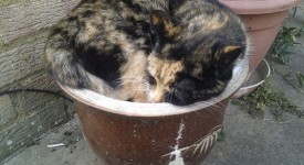 Gatti
