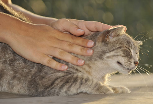 cani e gatti 