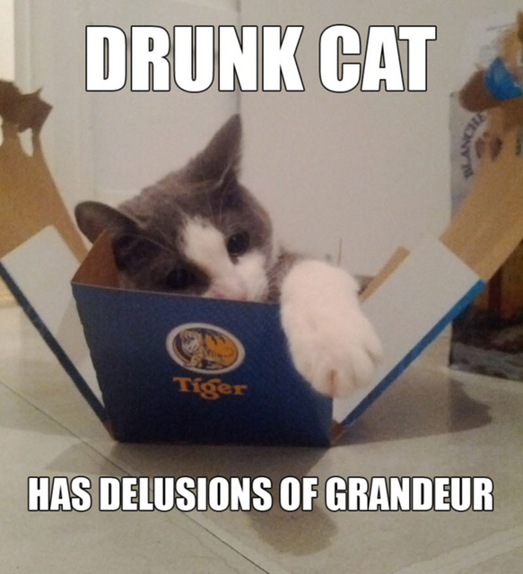 gatti ubriaconi