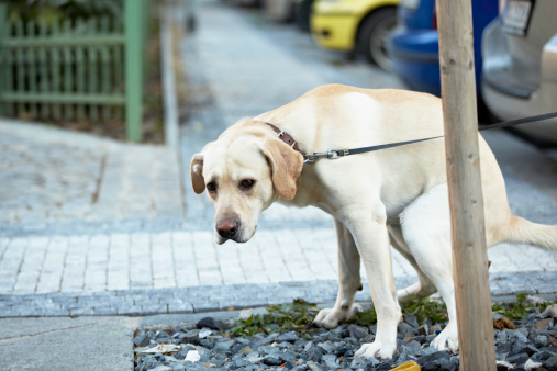 cacca di cane