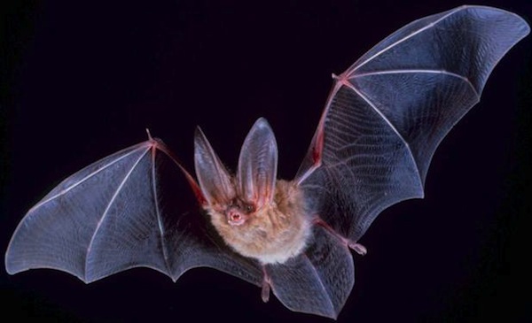 pipistrelli