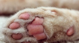 gatto
