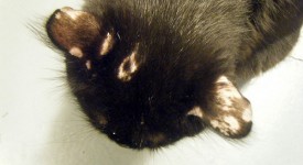 tigna gatto