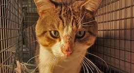 tigna gatto